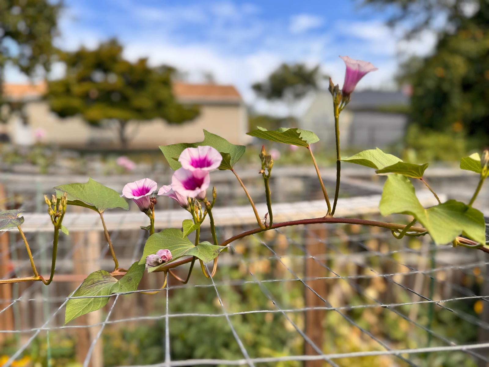 Sweet Potato Flowers